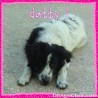 Datty 